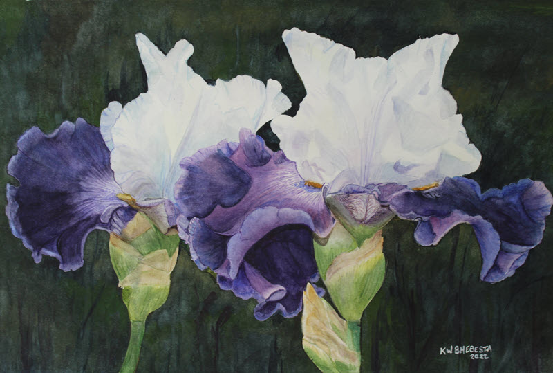 Iris Splendor, a watercolor painting by Keith Shebesta